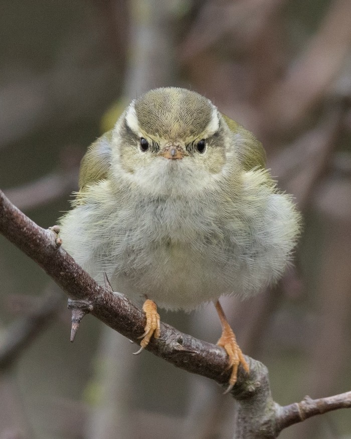 Yellow-browed Warbler