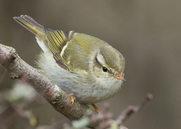 Yellow-browed Warbler