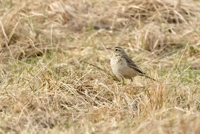 Richard's Pipit