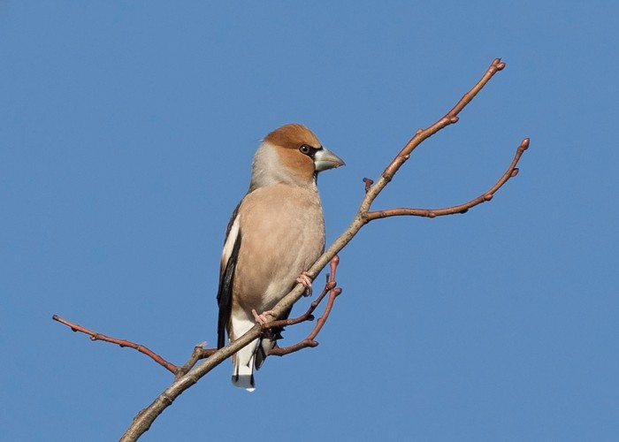 Hawfinch