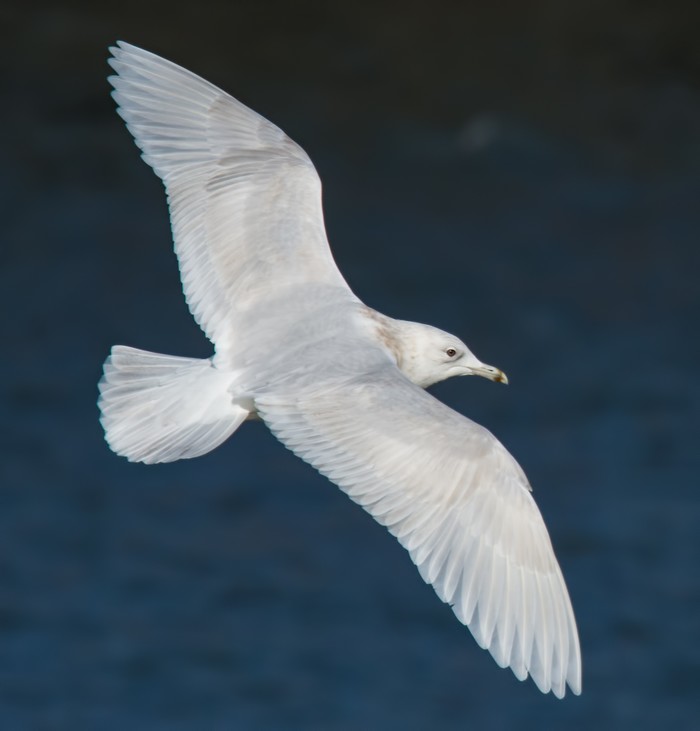 Iceland Gull