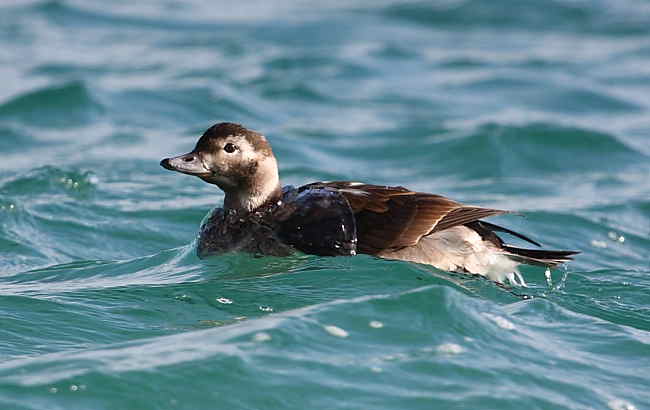 Long-tailed Duck