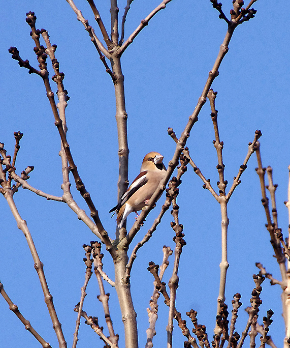 Hawfinch