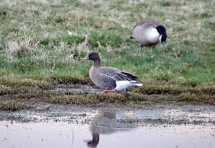 Pink-footed Goose