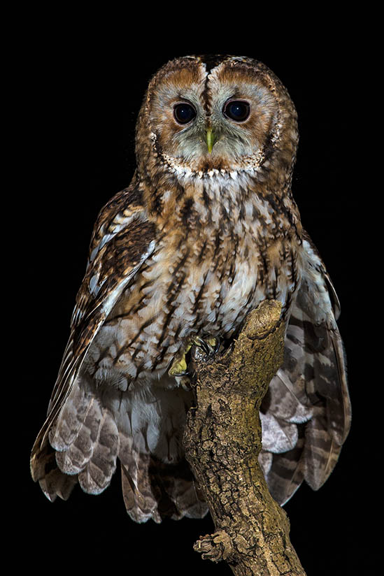 Tawny Owl