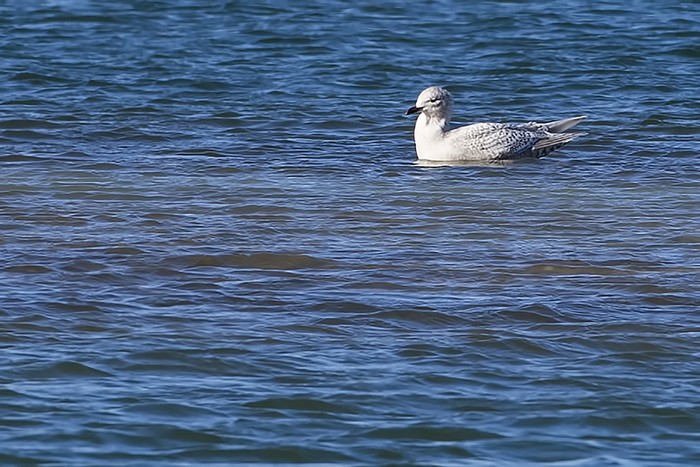 Kumlien's Gull