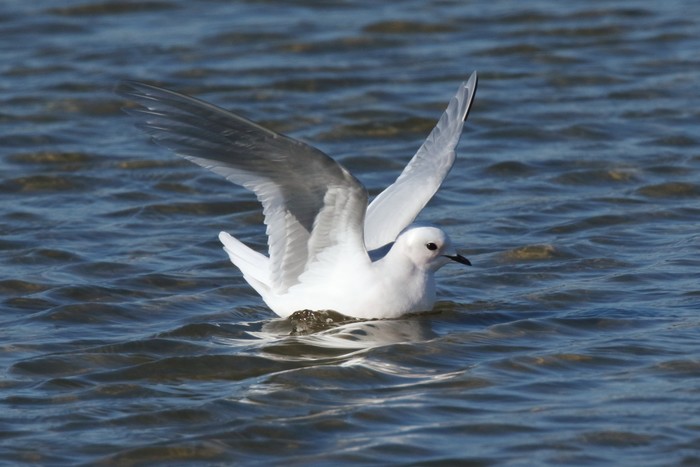 Ross's Gull