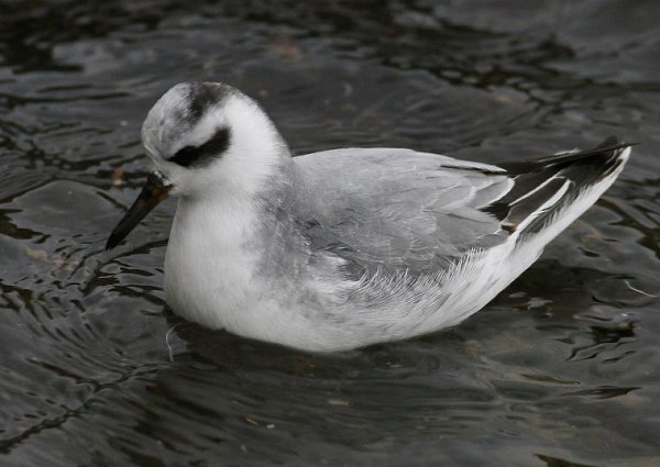 Grey Phalarope
