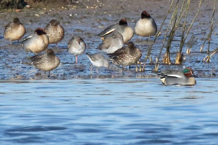 Stilt Sandpiper