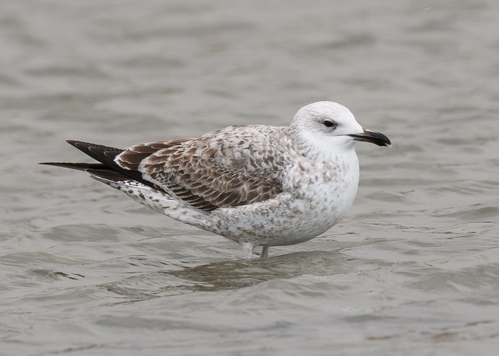 Caspian Gull