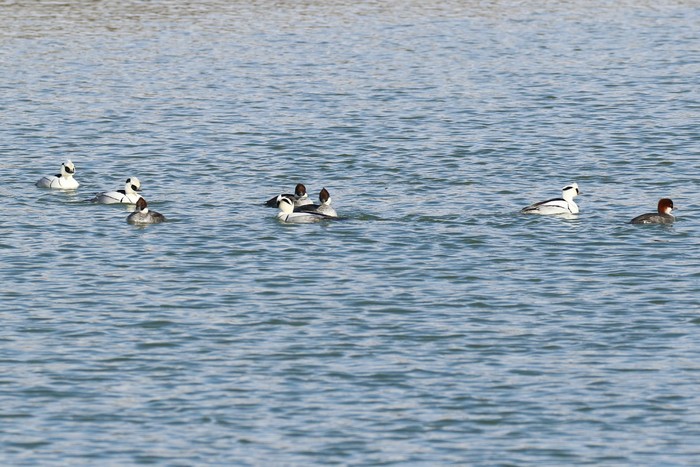Smew