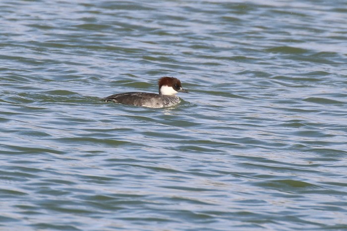 Smew