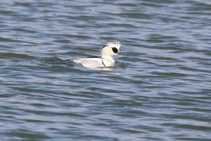 Smew