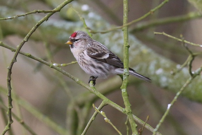 Mealy Redpoll