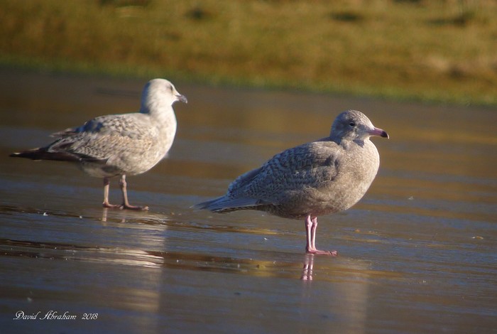 Glaucous Gull