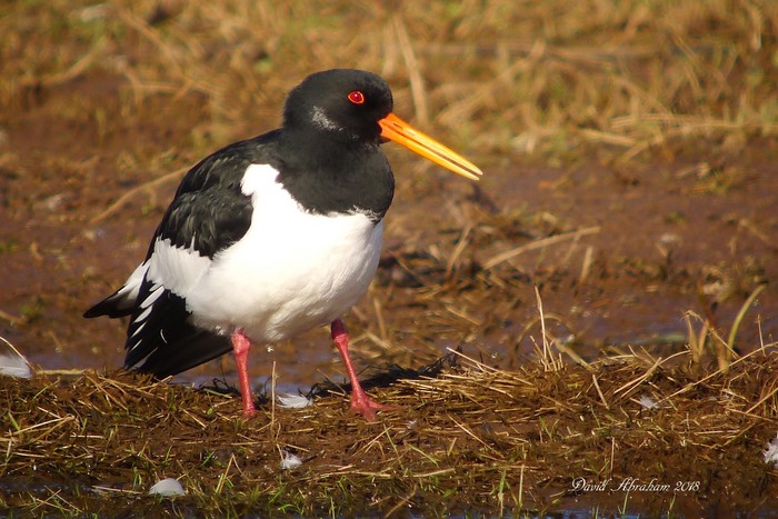 Oystercatcher