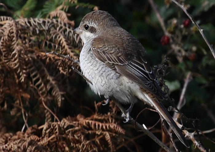 Red-backed Shrike