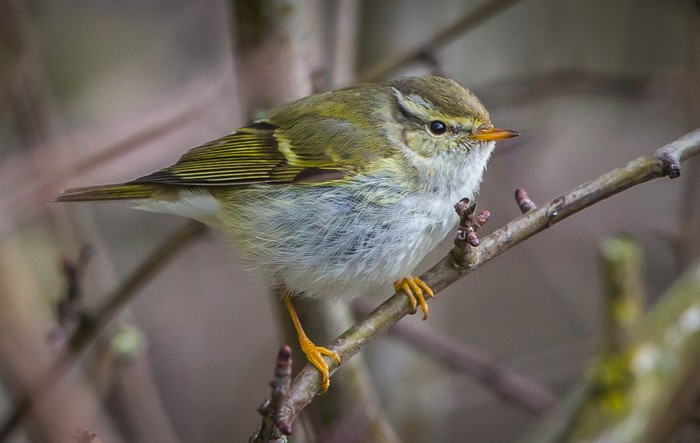Yellow-browed Warbler