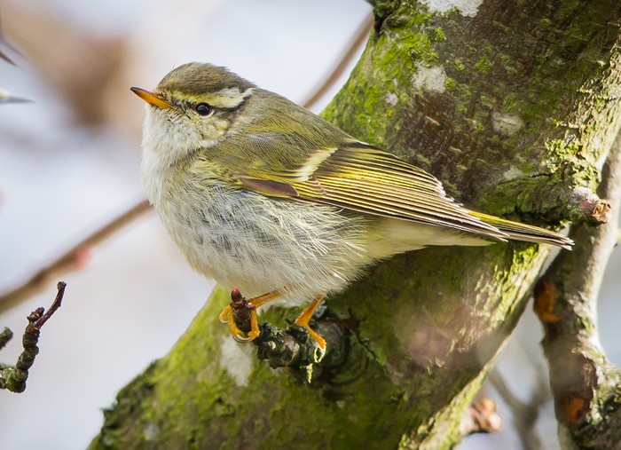 Yellow-browed Warbler