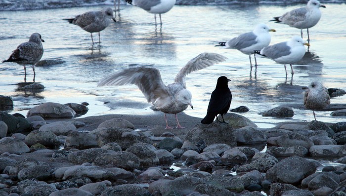 Iceland Gull