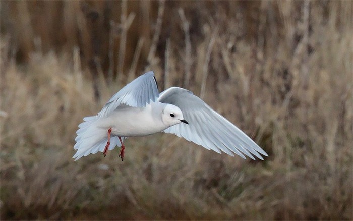 Ross's Gull