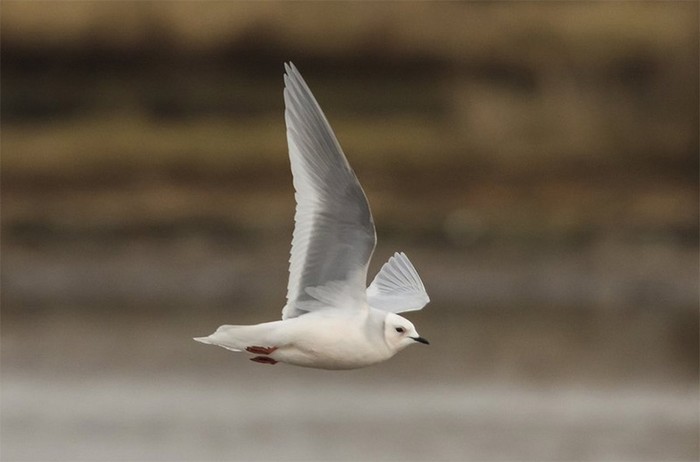 Ross's Gull