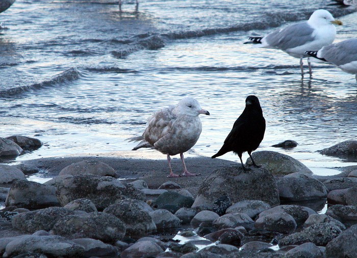 Iceland Gull