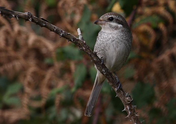 Red-backed Shrike