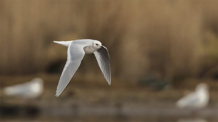 Ross's Gull