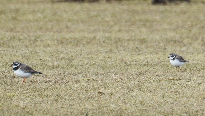 Semipalmated Plover