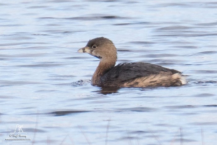 Pied-billed Grebe