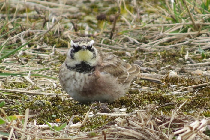 Horned Lark