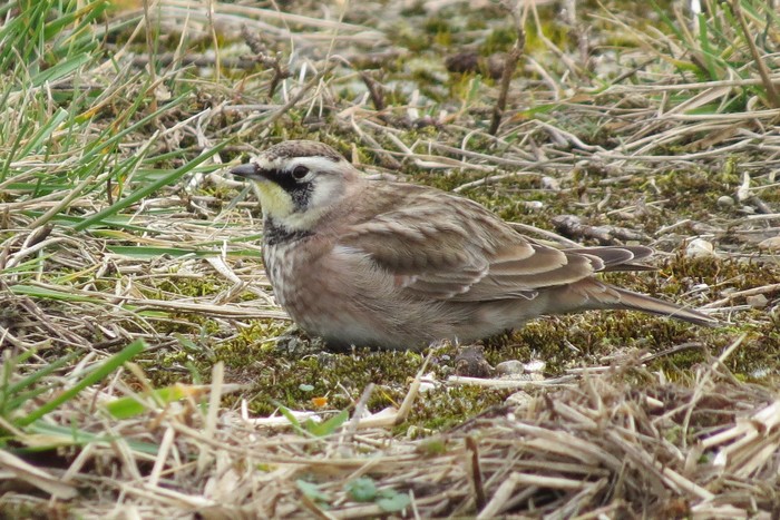 Horned Lark
