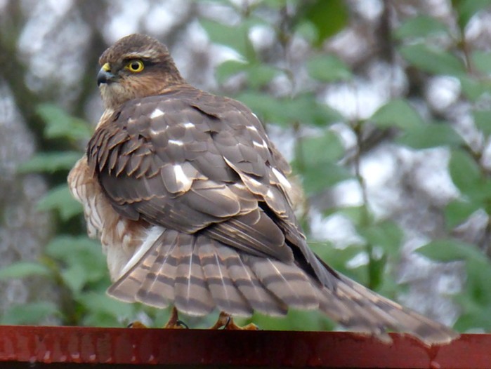 Sparrowhawk
