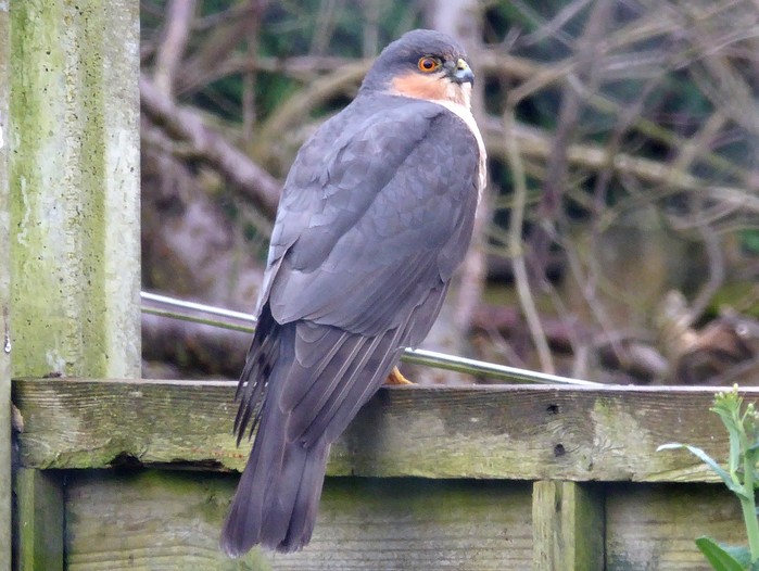 Sparrowhawk