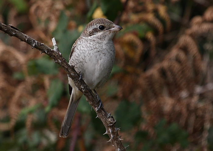 Red-backed Shrike