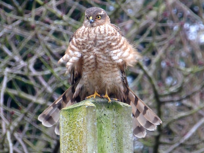 Sparrowhawk
