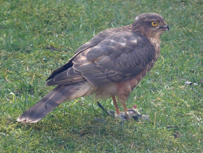 Sparrowhawk