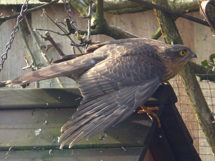 Sparrowhawk
