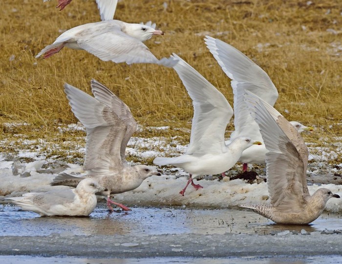 Kumlien's Gull