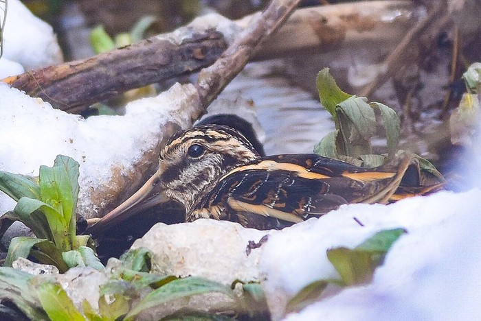Jack Snipe