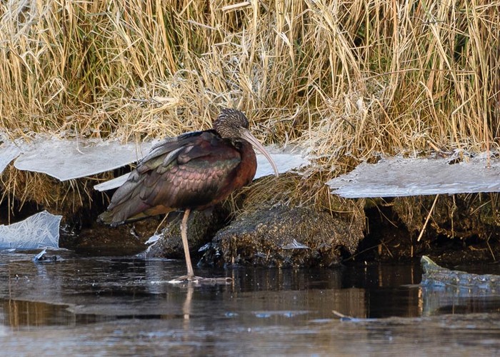 Glossy Ibis