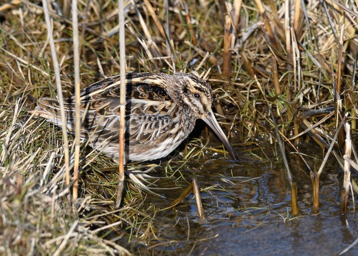 Jack Snipe