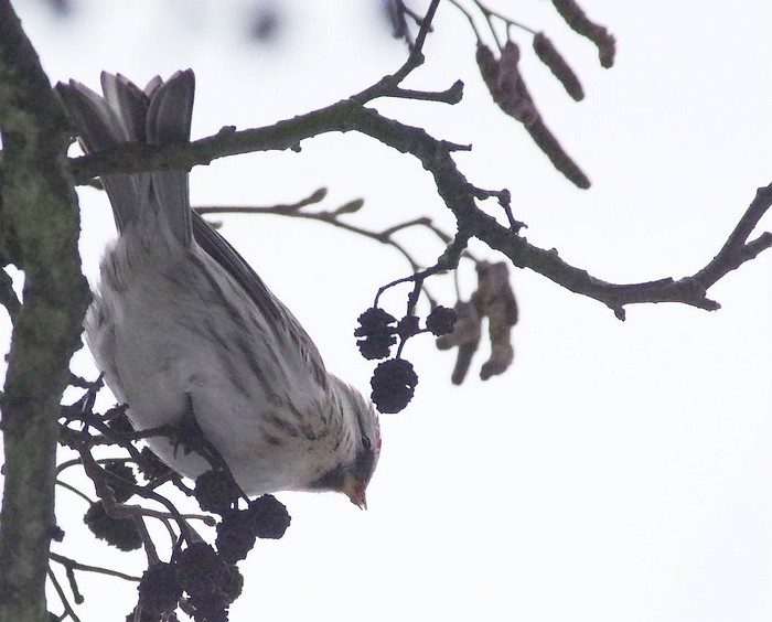 Coues's Arctic Redpoll