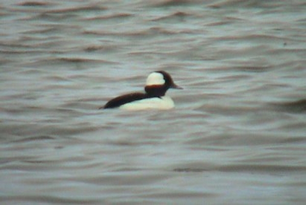 Bufflehead