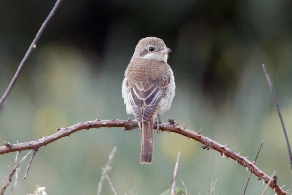 Red-backed Shrike