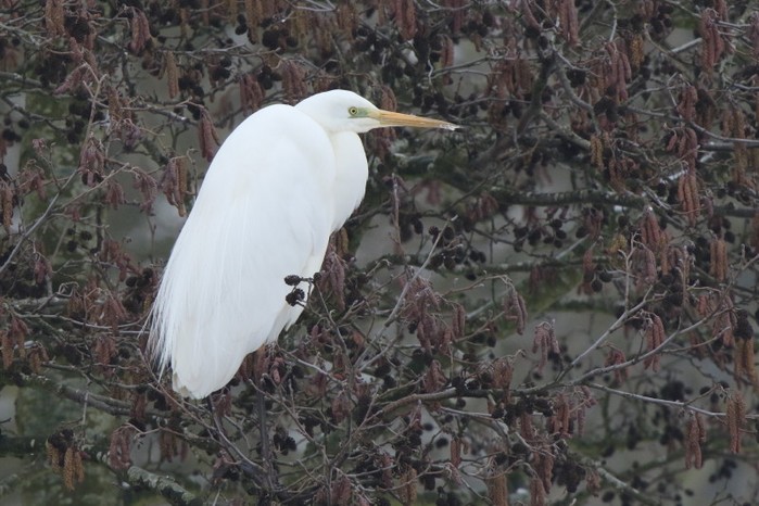 Great White Egret
