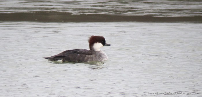 Smew