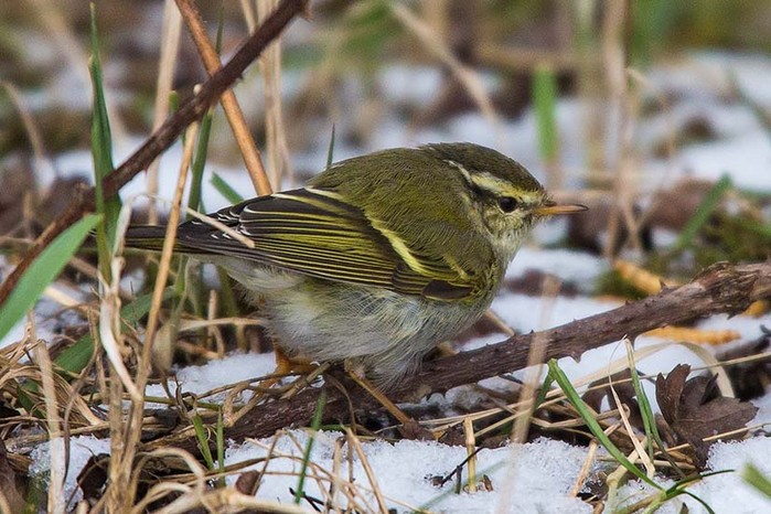 Yellow-browed Warbler