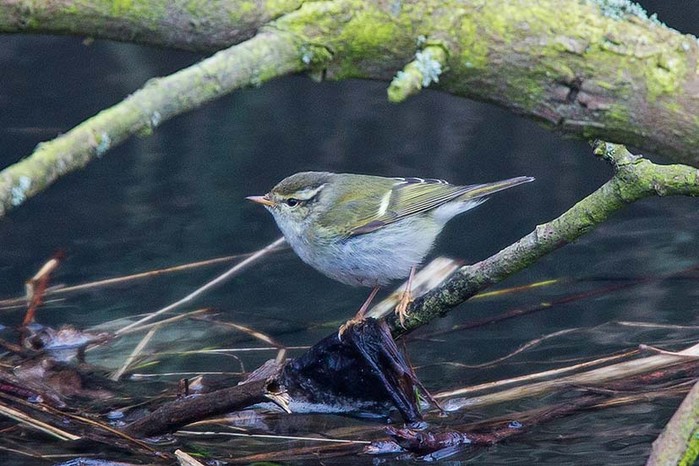 Yellow-browed Warbler